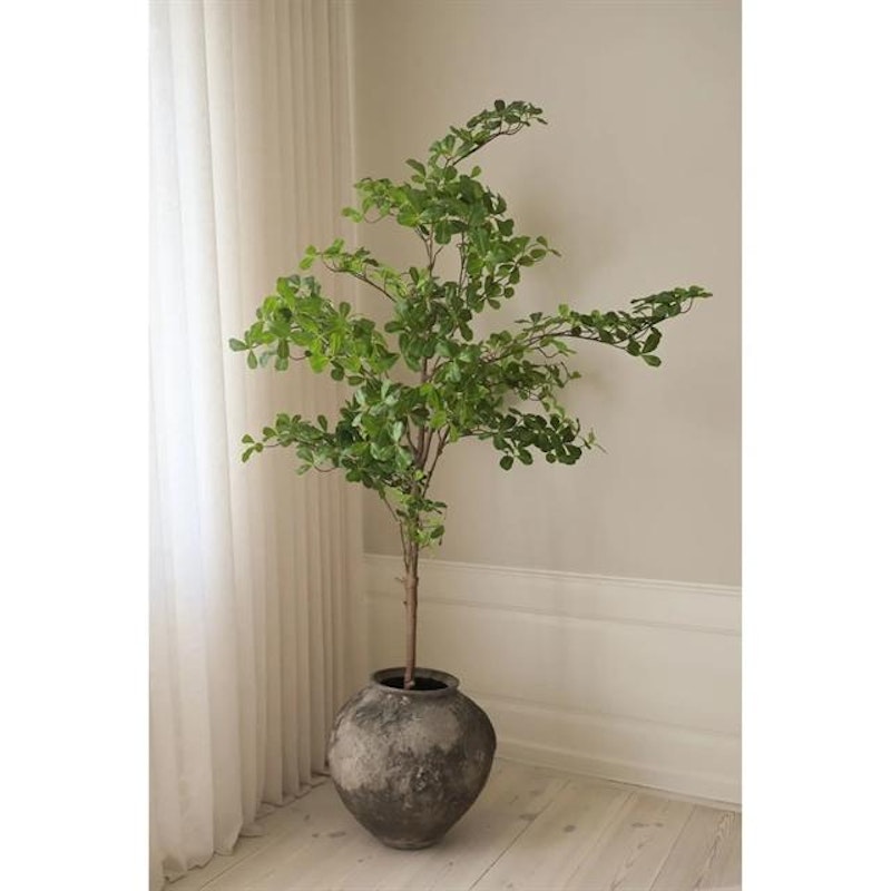 Tropical Almond Träd Grön