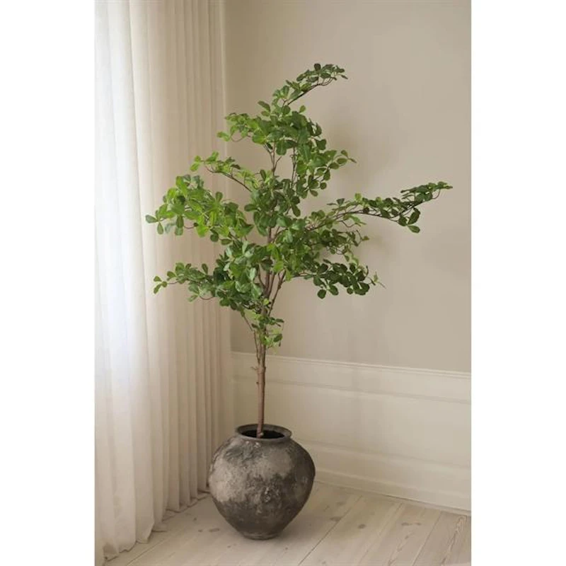 Tropical Almond Träd Grön