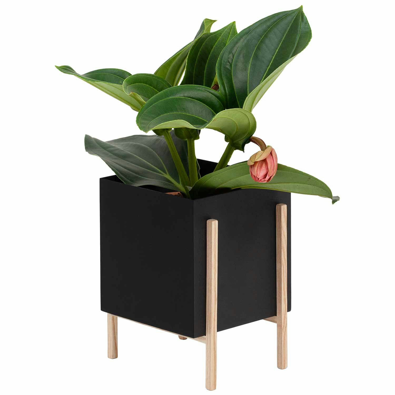 Design House Stockholm Botanic Kruka - Krukor Ask Svart - 2704-1081